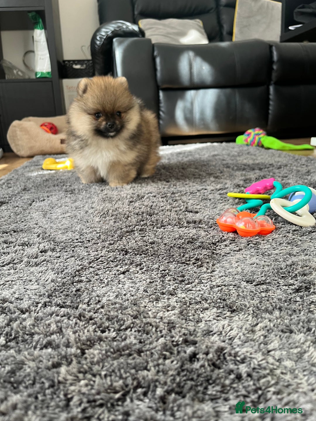 Pomeranian dogs for sale: Stunning 🧸 Teddy 🏆 Champion Line Boy - Image 2