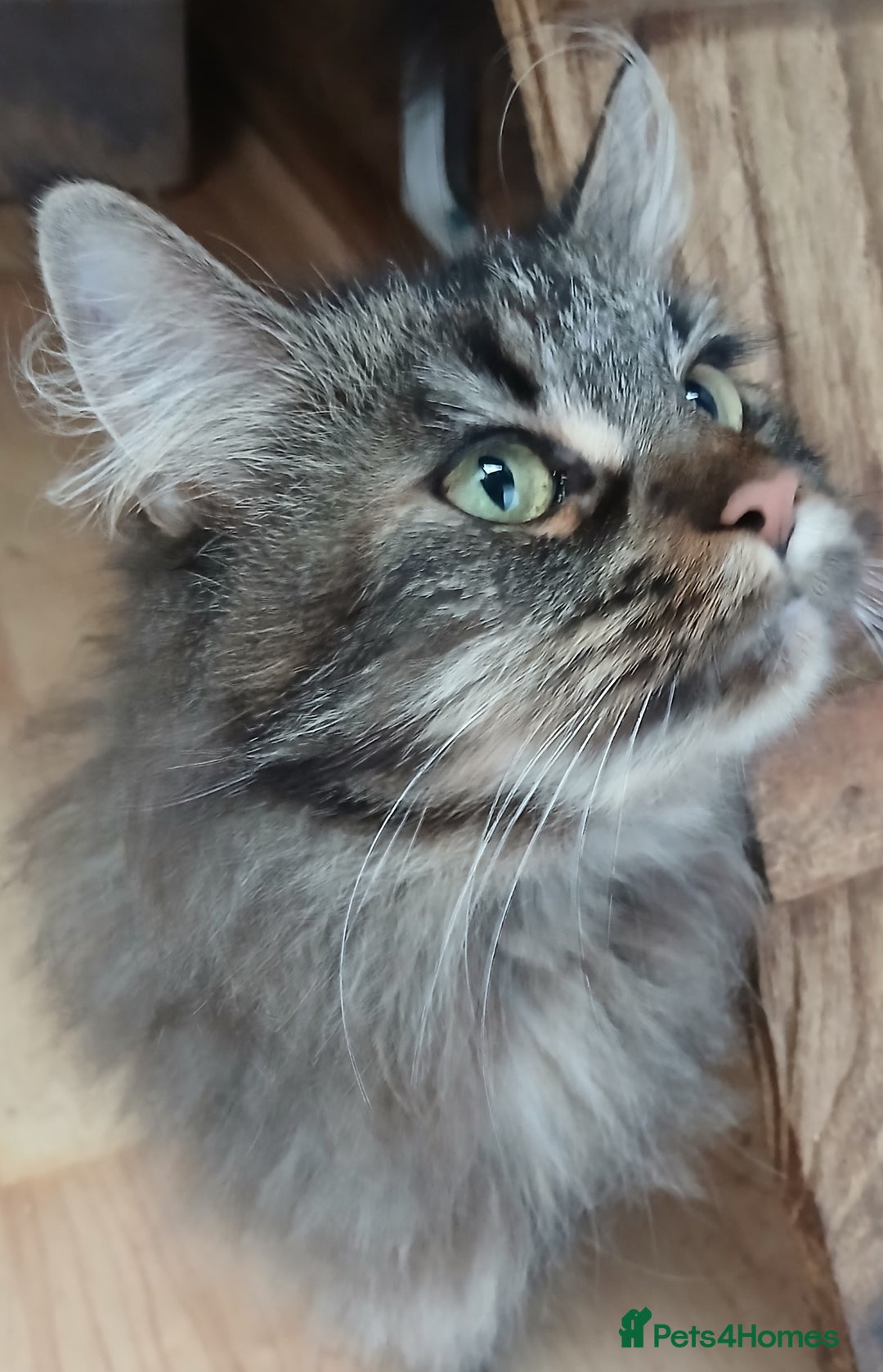 Maine Coon cats for sale: Loving TICA reg female for sale - Advert 4