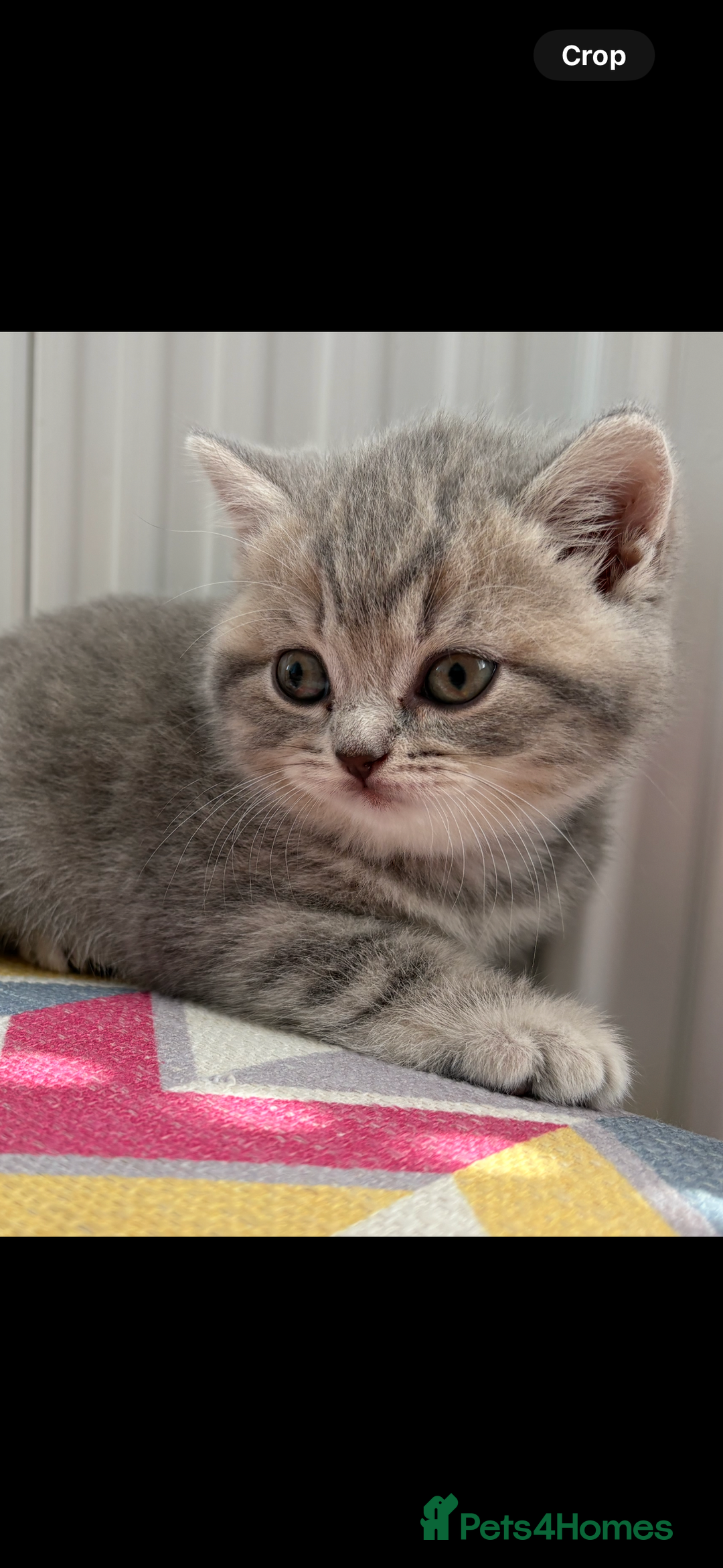 British Shorthair cats for sale: Champion British short hair chunky kittens*unique* - Image 5