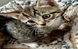 Bengal cats for sale: *1 Sold* 6wks old Sparkly Little Bengal X Kittens in Dorking - Image 2