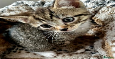 Bengal cats in Dorking - Advert 6
