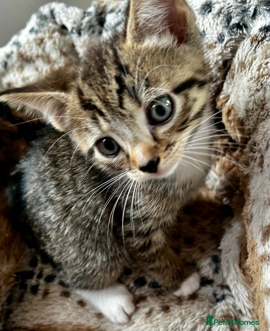 Bengal cats for sale: *1 Sold* 6wks old Sparkly Little Bengal X Kittens in Dorking - Image 2