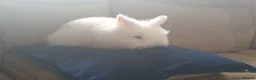 Lionhead rabbits for sale: Double Lionhead  - Advert 5