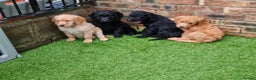 Labradoodle dogs for stud: Bailey the stud  in Glasgow - Advert 14