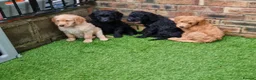 Labradoodle dogs for stud: Bailey the stud  in Glasgow - Advert 14