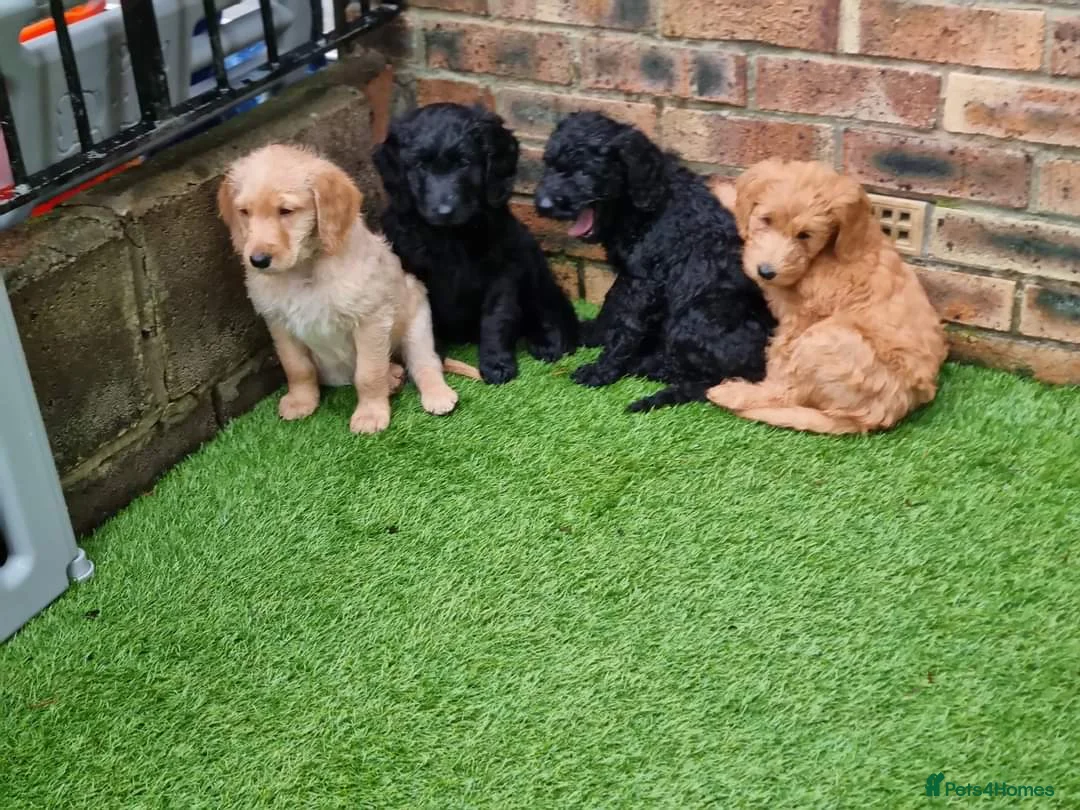 Labradoodle dogs for stud: Bailey the stud  in Glasgow - Advert 14