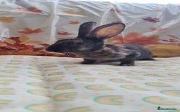 Rex rabbits for sale: Beautiful Rex Rabbits  - Image 4