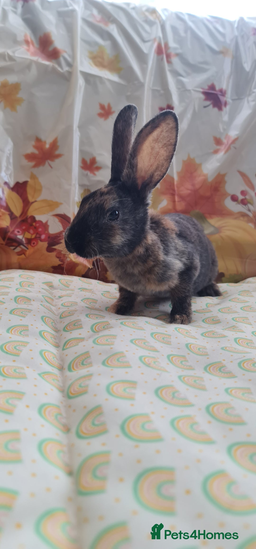 Rex rabbits for sale: Beautiful Rex Rabbits  - Image 4