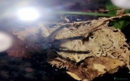 Spiders invertebrates for sale: Trantula collection crested geckos  - Image 30