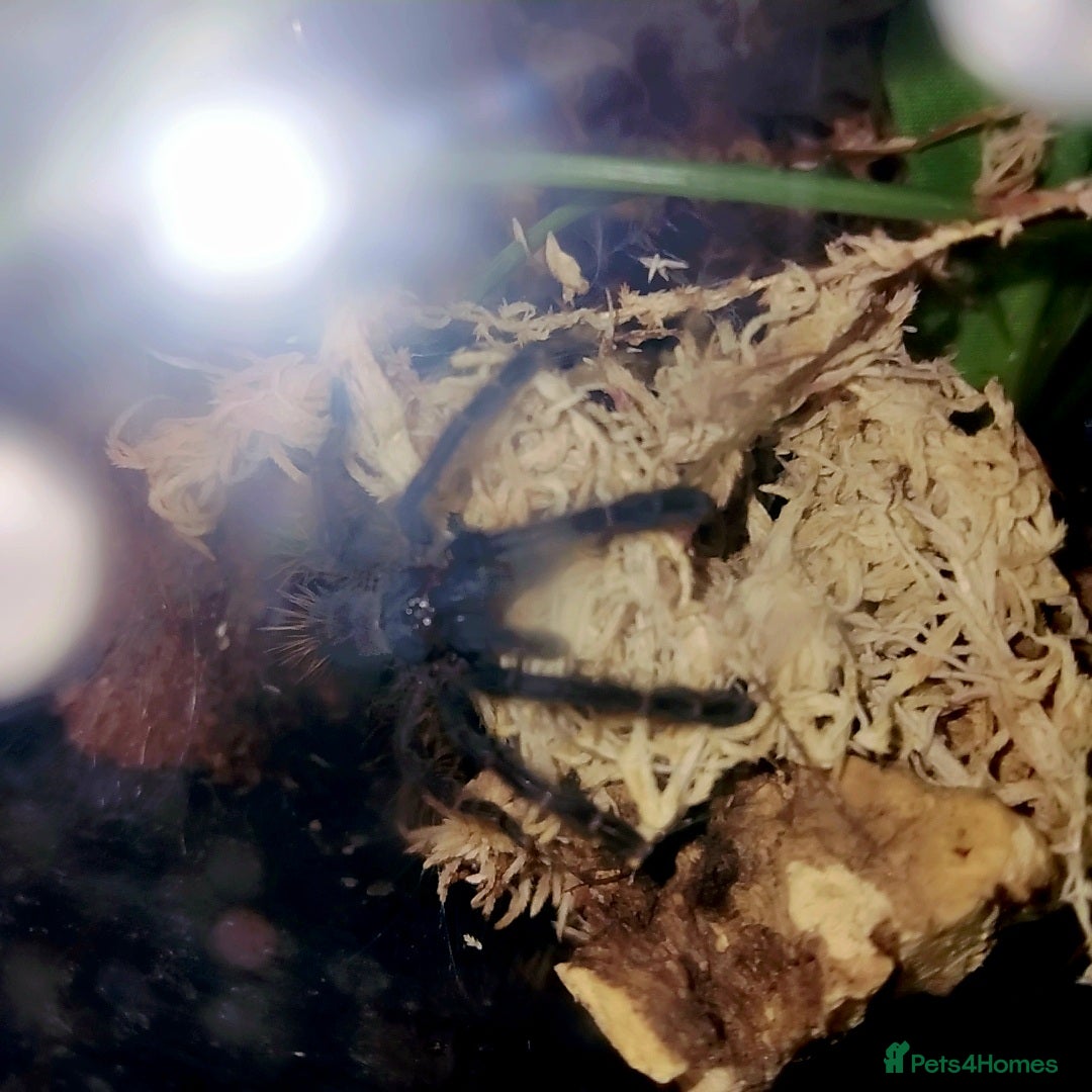 Spiders invertebrates for sale: Trantula collection crested geckos  - Image 30