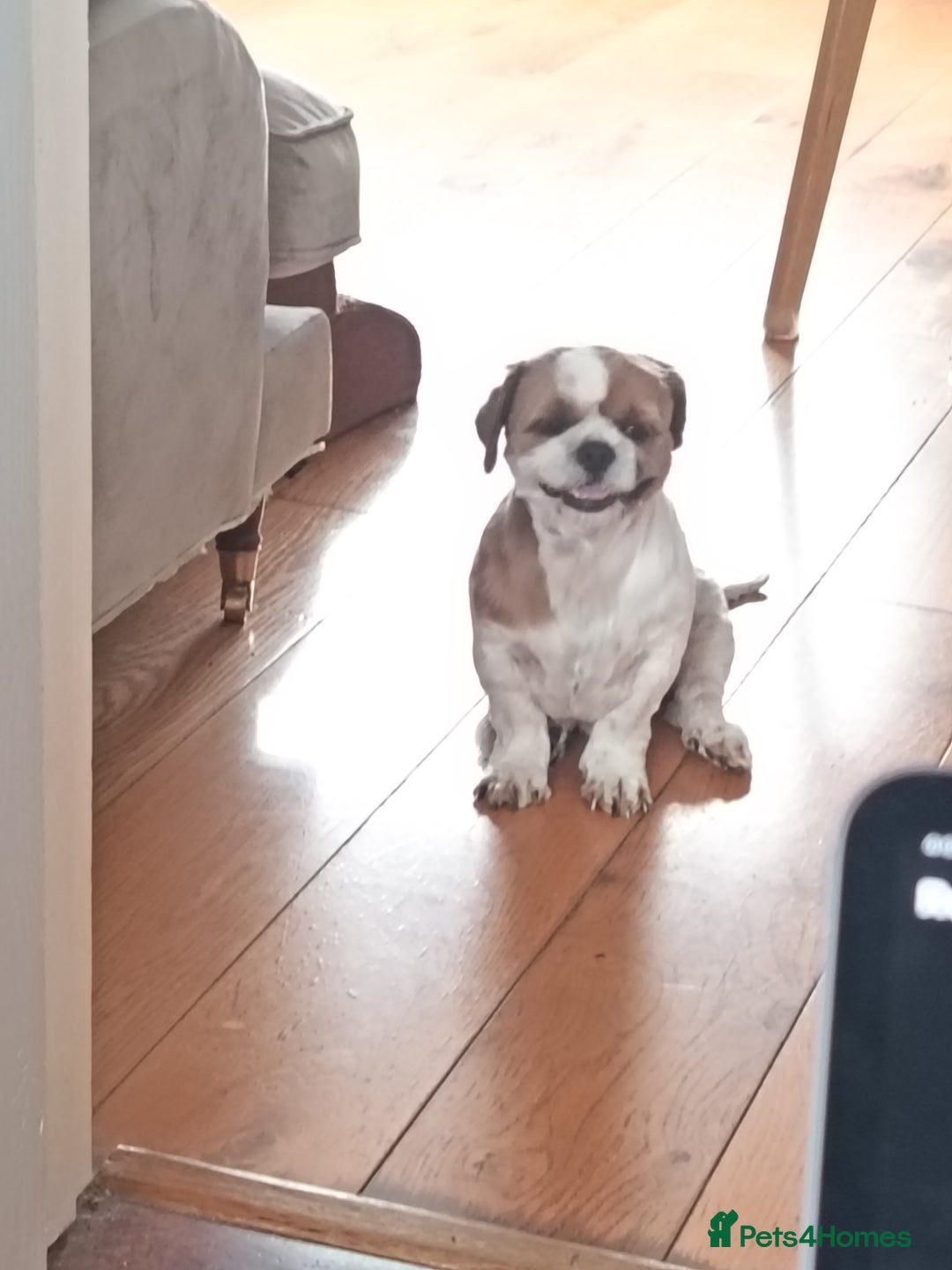 Shih Tzu dogs for sale: Shih tzu girl - Image 5