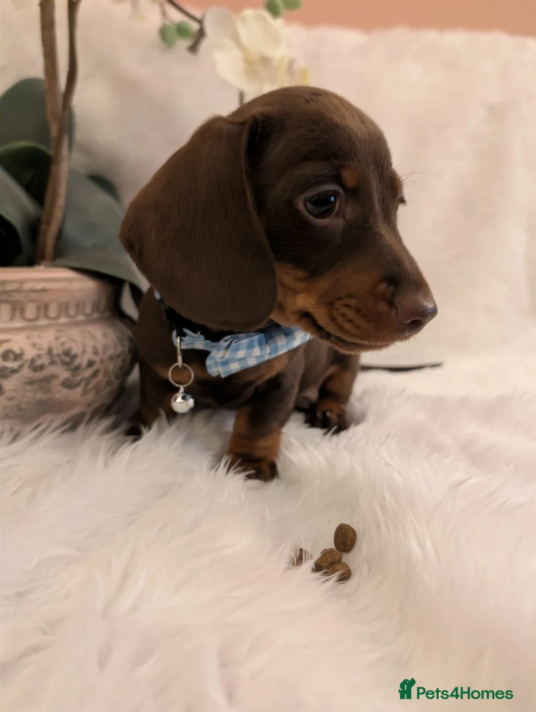 Miniature Dachshund dogs for sale: Miniature Dachshund Ready Now - Advert 17