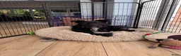 Mixed Breed dogs for adoption: WILF - CEO OF HAPPINESS 😄 - Advert 1