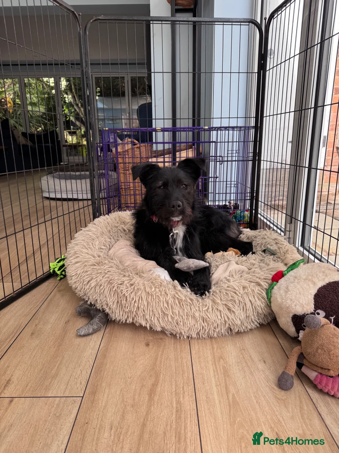 Mixed Breed dogs for adoption: WILF - CEO OF HAPPINESS 😄 - Advert 1