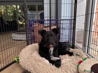 Mixed Breed dogs WILF - CEO OF HAPPINESS 😄 - Advert 1