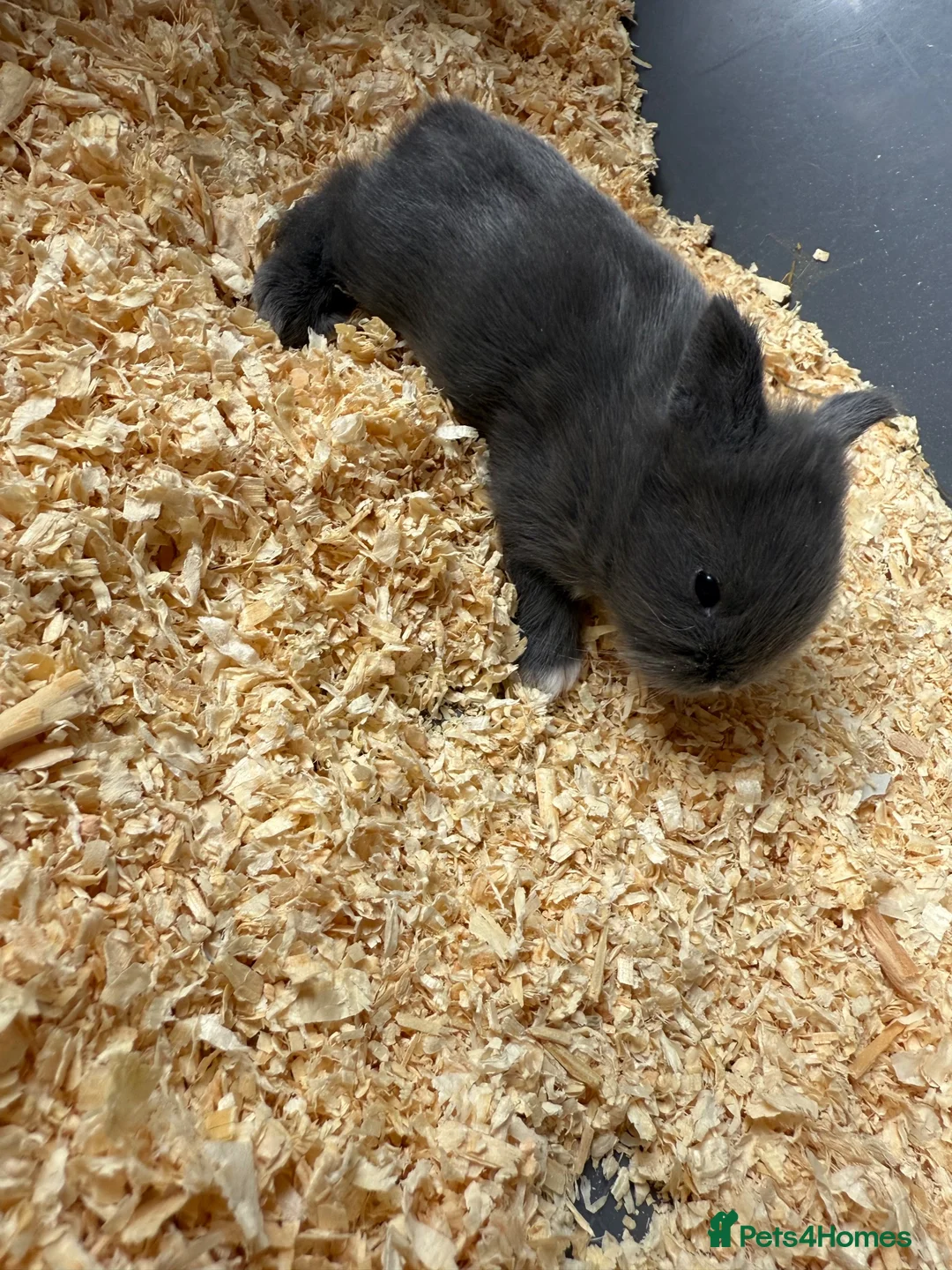Mixed Breed rabbits for sale: Mini Rex / lions head  in Staines - Advert 2