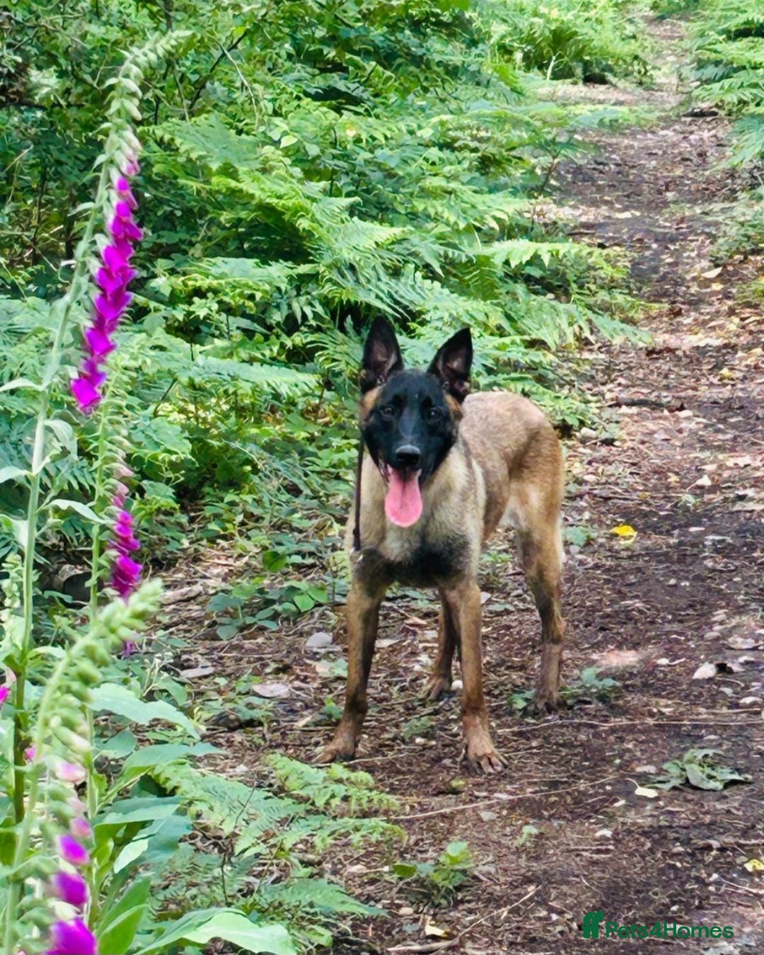 Belgian Shepherd Dog dogs Nvbk malinois 1 year old female - Advert 3