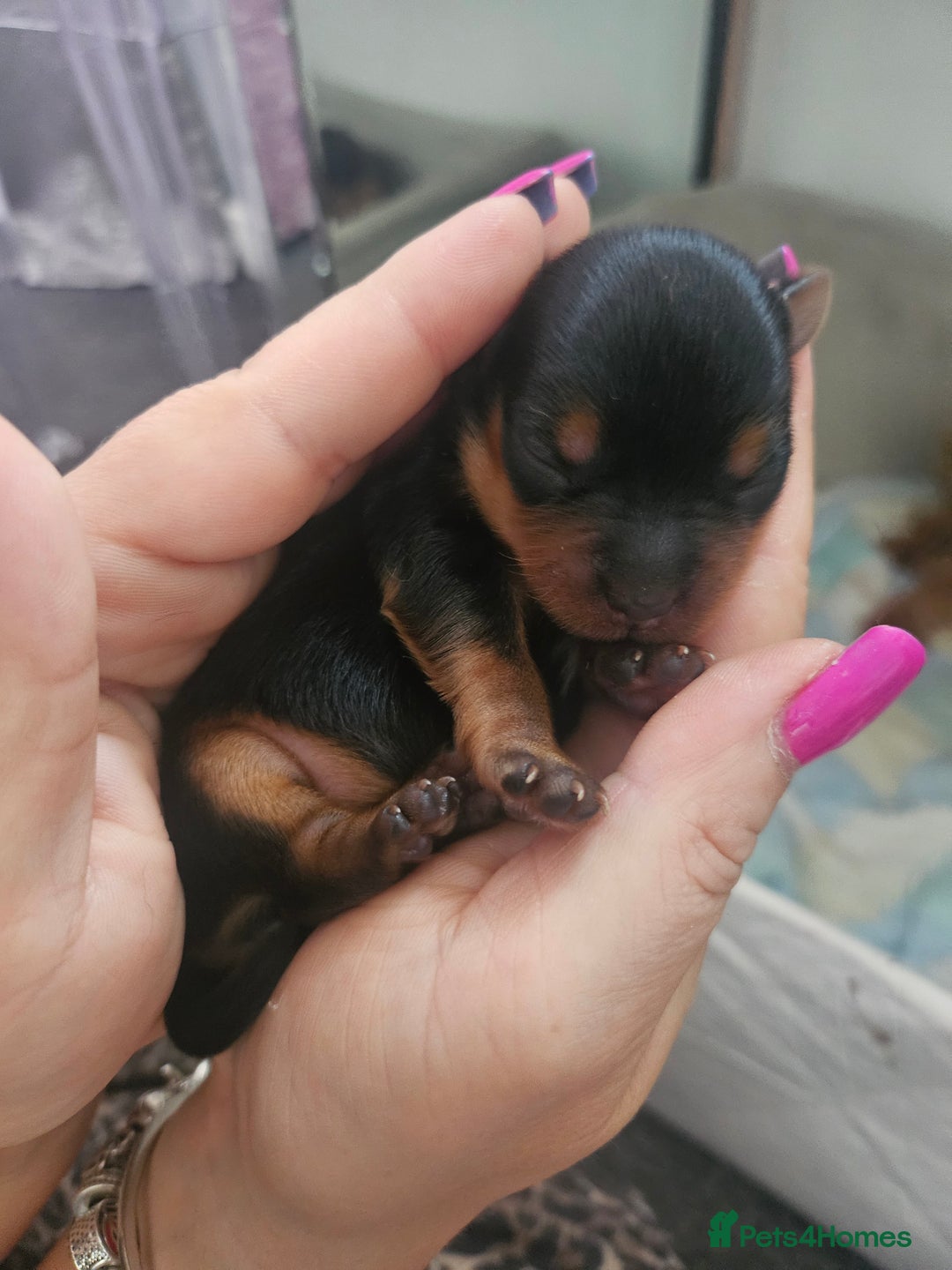 Yorkshire Terrier dogs for sale: Yorkshire terrier (miniature) - Image 9