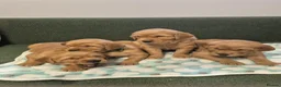 Golden Retriever dogs for sale: Stunning KC registered dark puppies - last 1 boy  - Advert 11