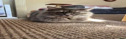 Mixed Breed cats for sale: Beautiful girl for new home  in Lincoln - Advert 3