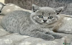 British Shorthair cats for sale: Britishshort hair kittens - Image 1