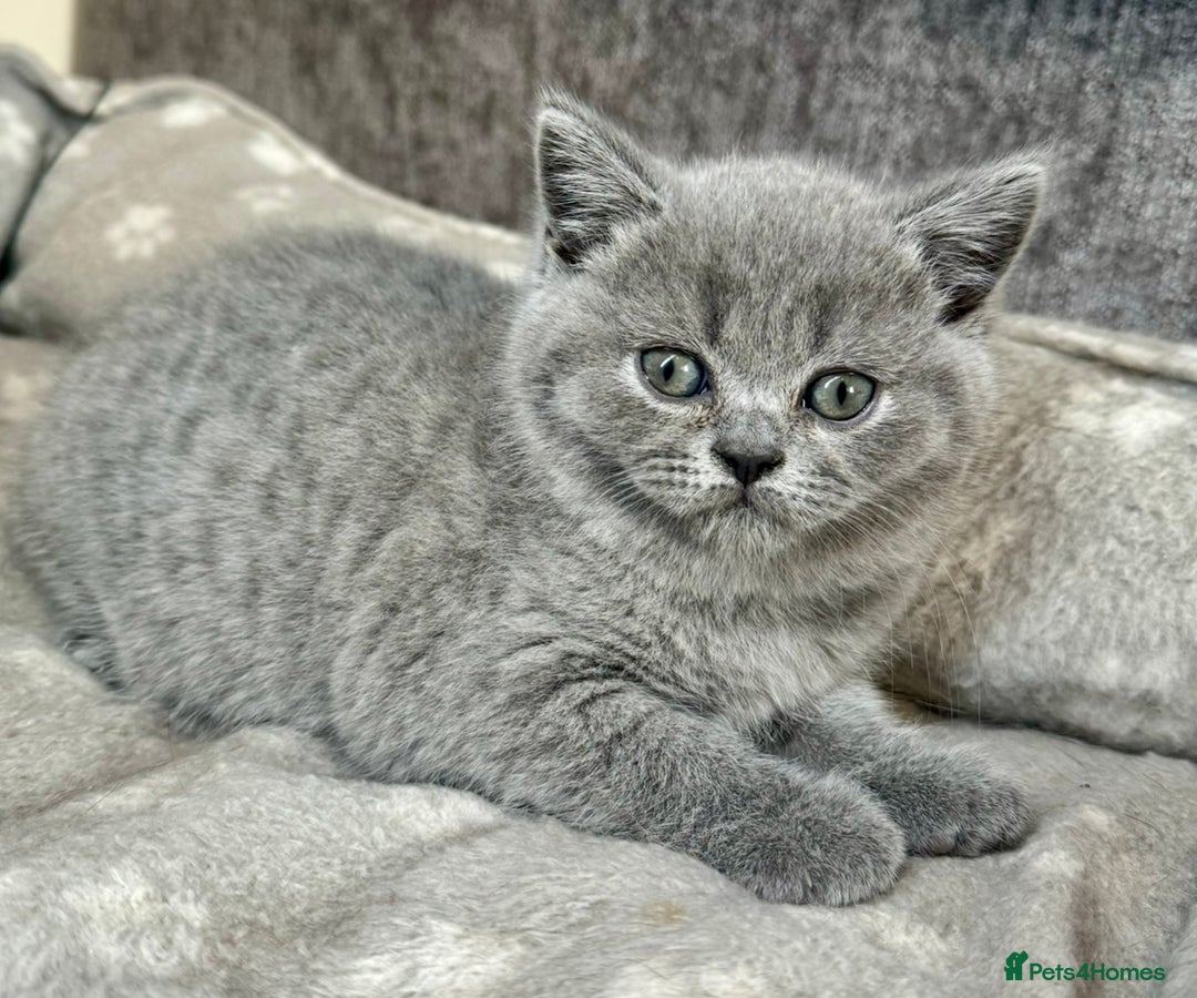 British Shorthair cats for sale: Britishshort hair kittens - Image 1