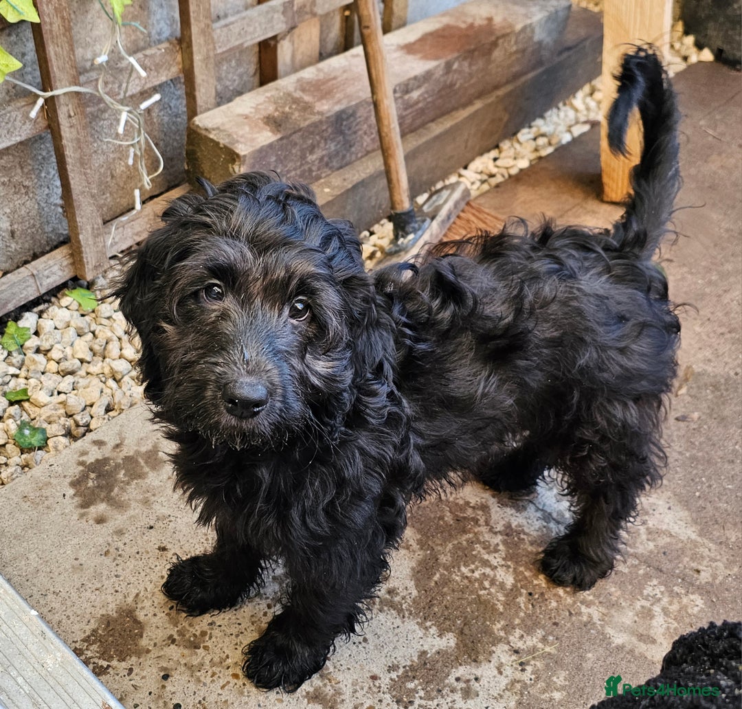 Cockapoo dogs for sale: Last Black Male Cockapoo Pup Remaining - Advert 4