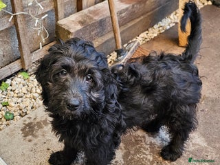 Cockapoo dogs Last Black Male Cockapoo Pup Remaining - Advert 16