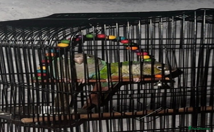 Conures birds in Wolverhampton - Advert 1