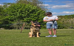 German Shepherd dogs for stud: German Shepherd for Stud - Image 13