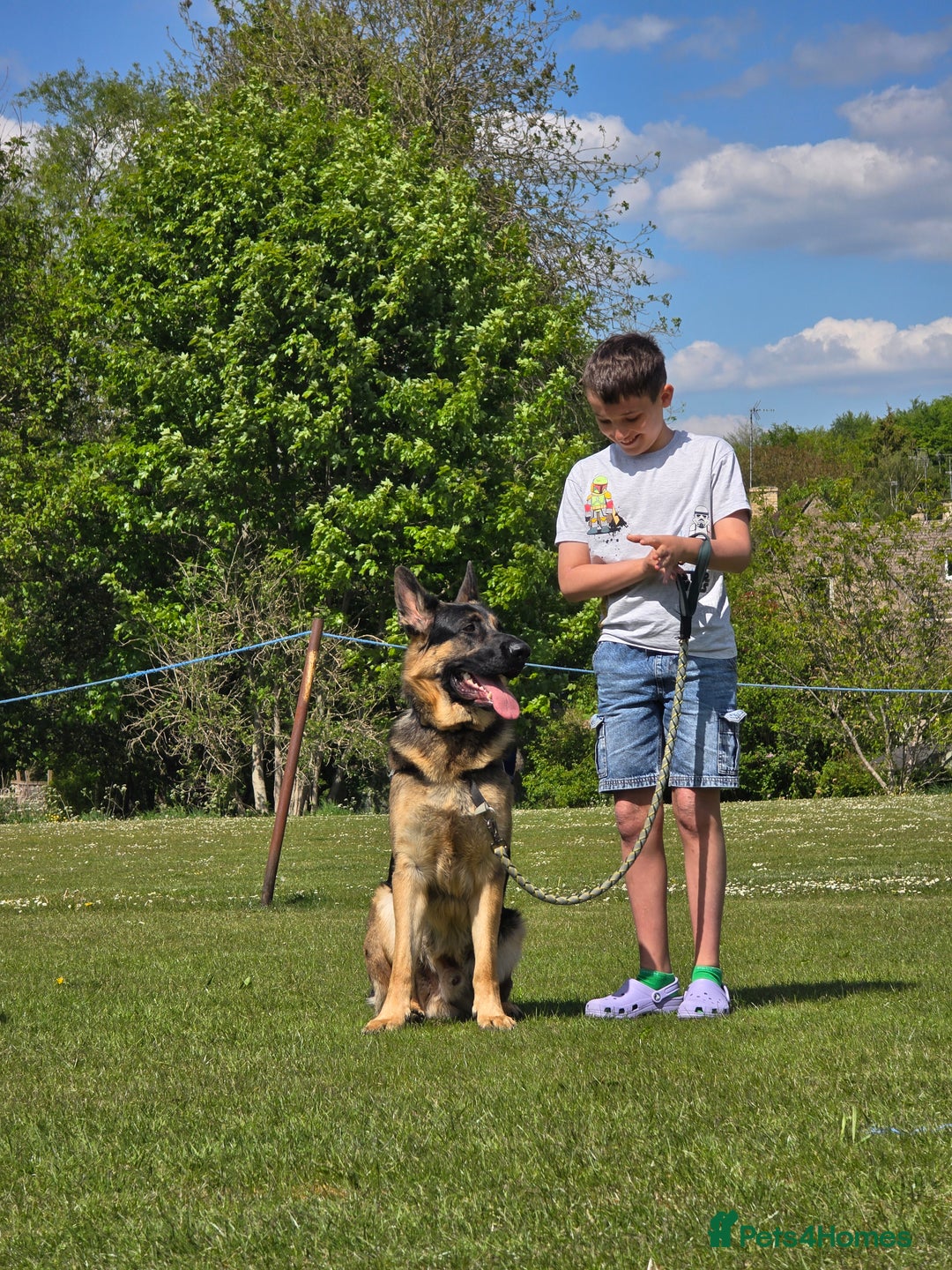 German Shepherd dogs for stud: German Shepherd for Stud - Image 13