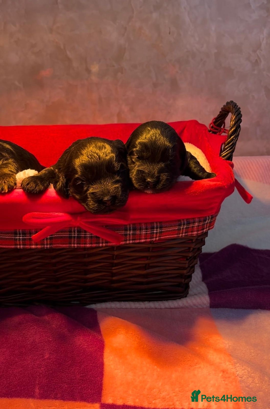 Cockapoo dogs for sale: Adorable f1 cockapoos - Advert 1