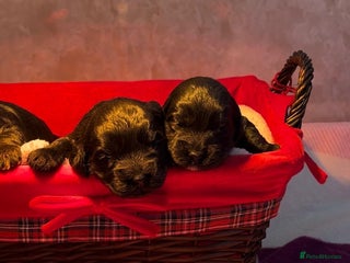 Cockapoo dogs Adorable f1 cockapoos - Advert 4