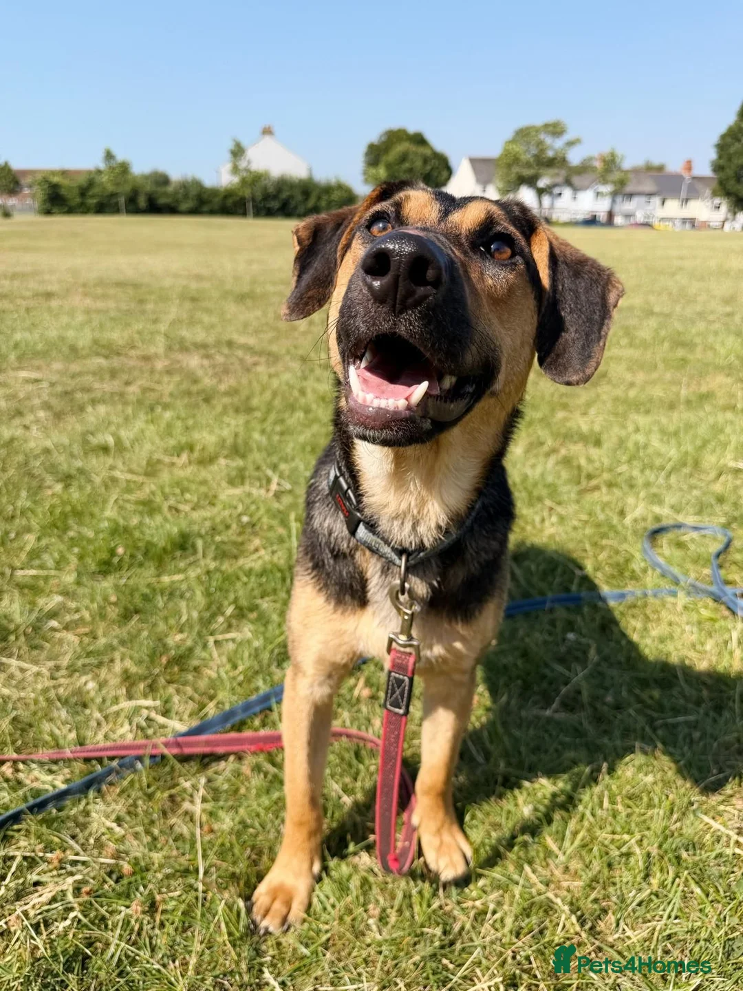 Mixed Breed dogs for adoption: 💙MARCO💙-  1 year old, a lower-medium/medium boy  - Advert 2