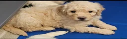 Mini Goldendoodle dogs for sale: The Mini Moo Crew F2B Miniature Goldendoodle Pups - Advert 28