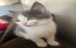 Mixed Breed cats for sale: Mixed breed cat for sale  - Image 2