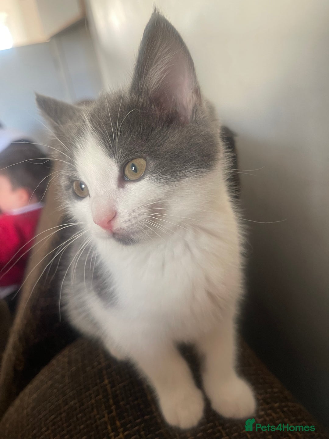 Mixed Breed cats for sale: Mixed breed cat for sale  - Image 2
