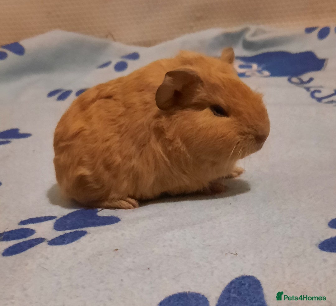 Guinea Pig rodents for sale: Skinnys Werewolfs & Lakelands Available Ready Now - Image 12