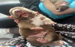Mixed Breed dogs for sale: Staffy mix pups  - Image 26