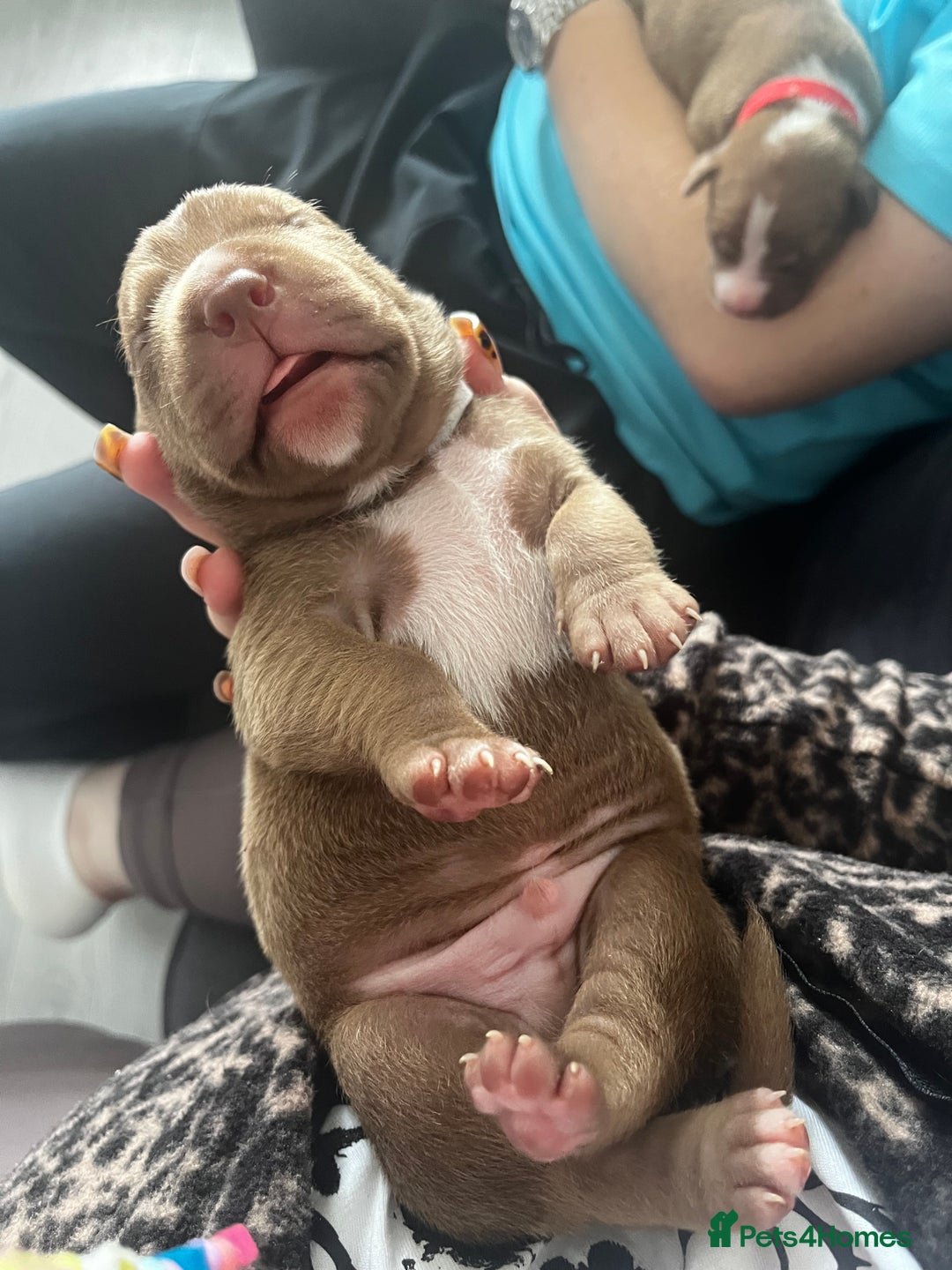 Mixed Breed dogs for sale: Staffy mix pups  - Image 26