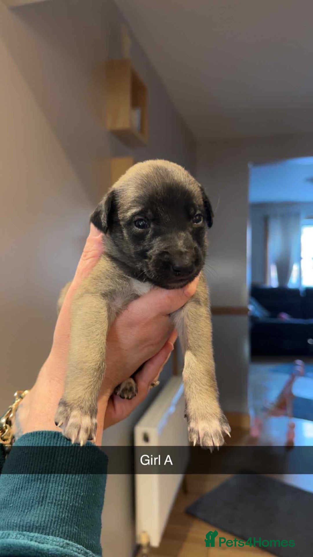 Mixed Breed dogs for sale: Saluki bull greyhound × Belgium malinois  - Advert 2