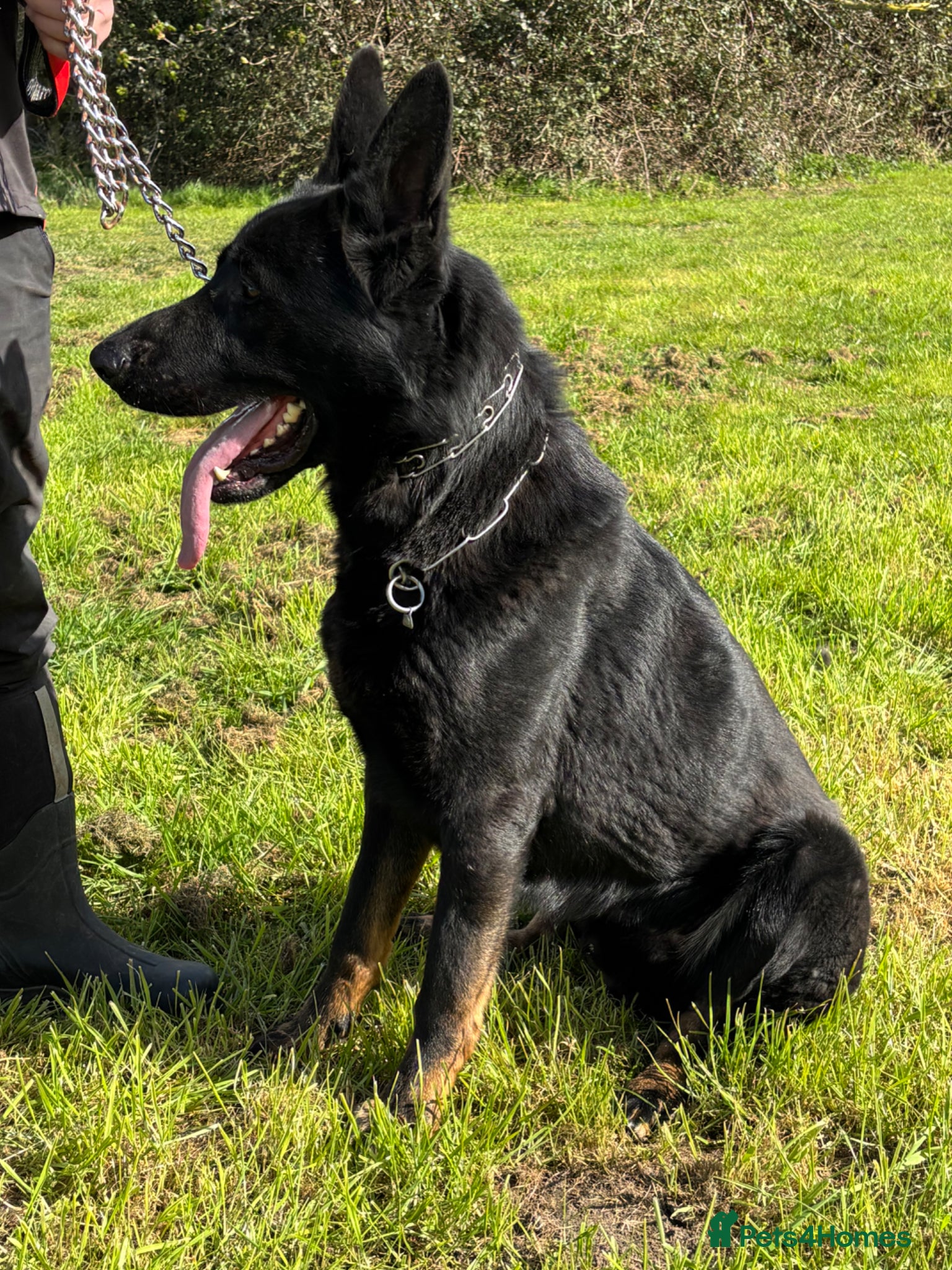 German Shepherd dogs 1 Bitch 2 males Looking For The Right Homes - Advert 4