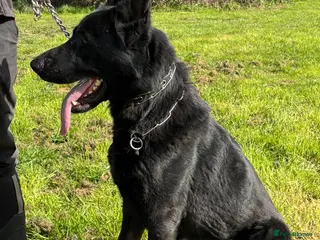 German Shepherd dogs 1 Bitch 2 males Looking For The Right Homes - Advert 4