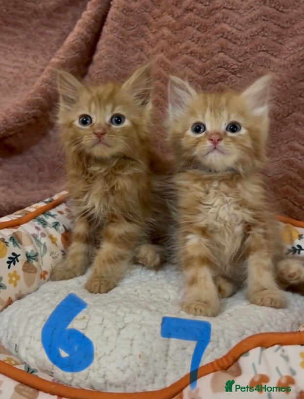 Mixed Breed cats for sale: 8 beautiful kittens ready for loving homes  - Advert 25