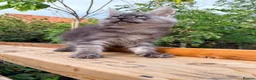 Maine Coon cats for sale: Stunning GCCF Maine Coons available  - Advert 17