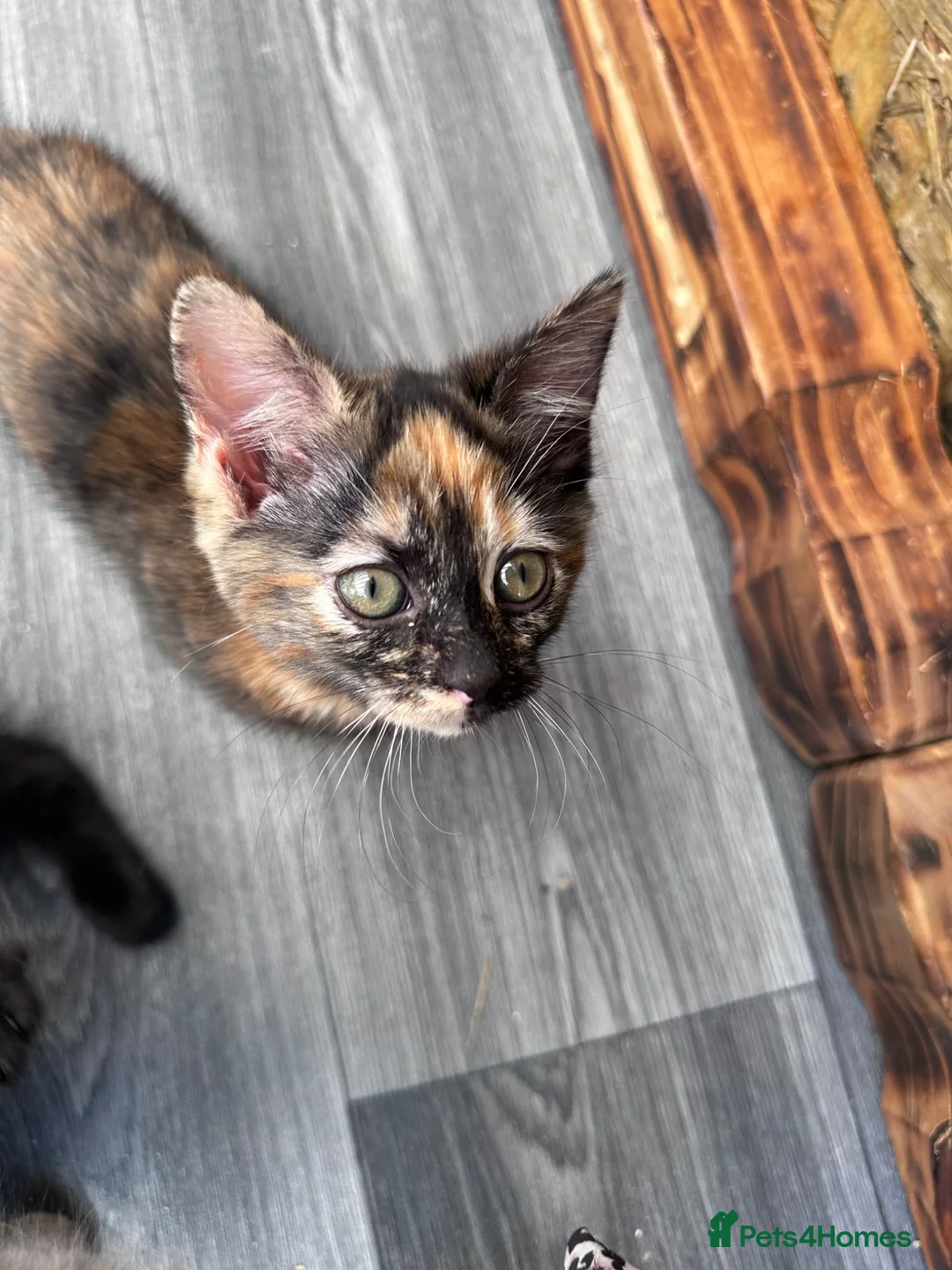 Mixed Breed cats for sale: Kittens for sale  in Abergele - Advert 1