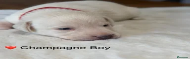 Labrador Retriever 4