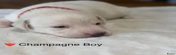 Labrador Retriever dogs for sale: Stunning Silver Charcoal Champagne Labrador pups - Advert 34