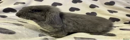 Mini Lop rabbits for sale: Two Bonded Male Bunnies plus 3x2M Bunny House in Aylesbury - Advert 5