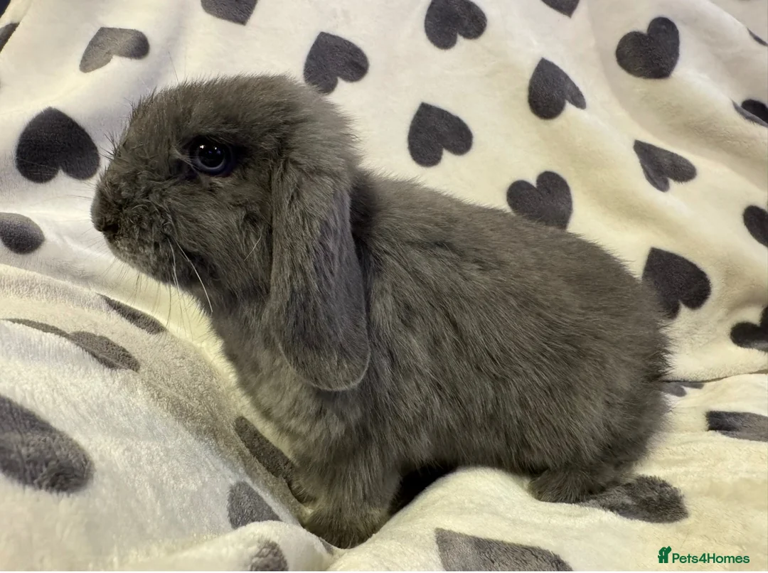 Mini Lop rabbits for sale: Two Bonded Male Bunnies plus 3x2M Bunny House in Aylesbury - Advert 5